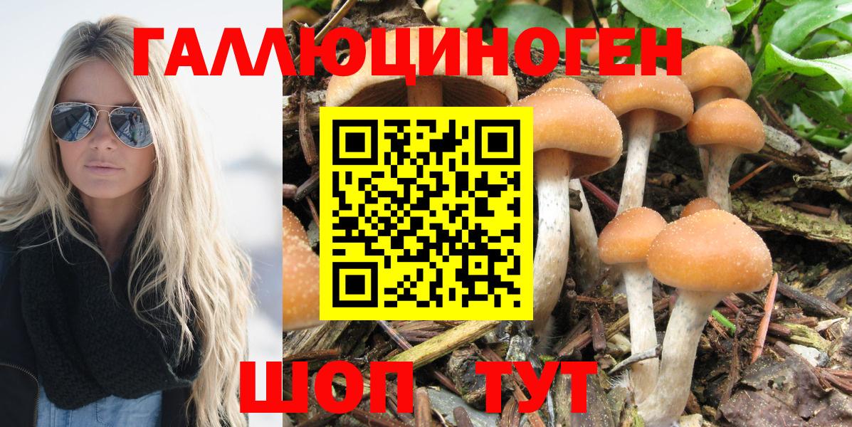 Псилоцибиновые грибы Psilocybe Малгобек
